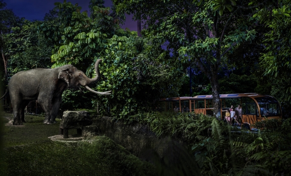 大人気！ナイトサファリ 入場チケット＜＞